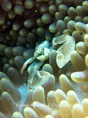 コホシカニダマシ