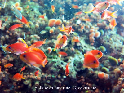 キンギョアップ