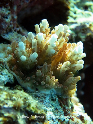珊瑚の赤ちゃん