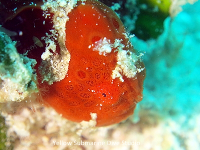 カエルアンコウアップ