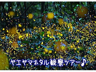 yellow_4191_1 fukazawa