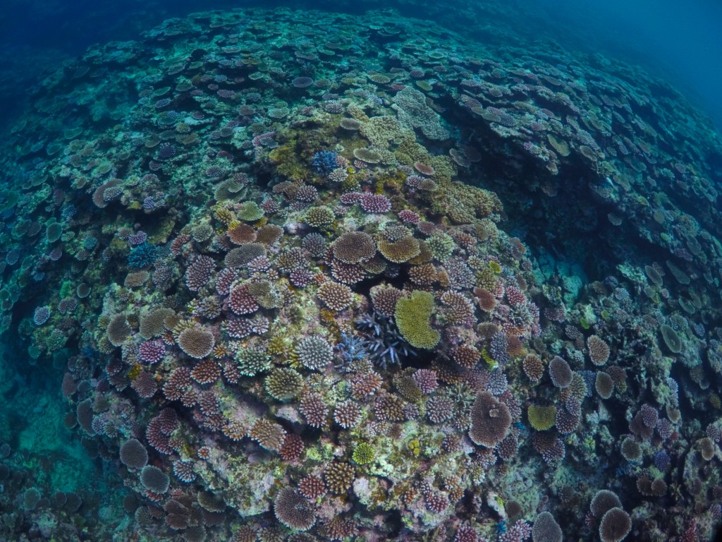 DCIM101GOPROGOPR0098.