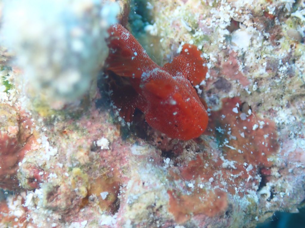 2月5日のイエサブ