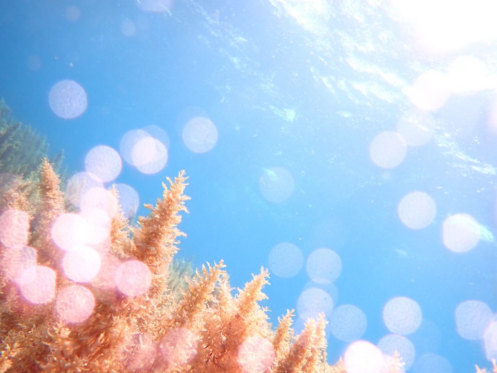 8月16日のイエサブ