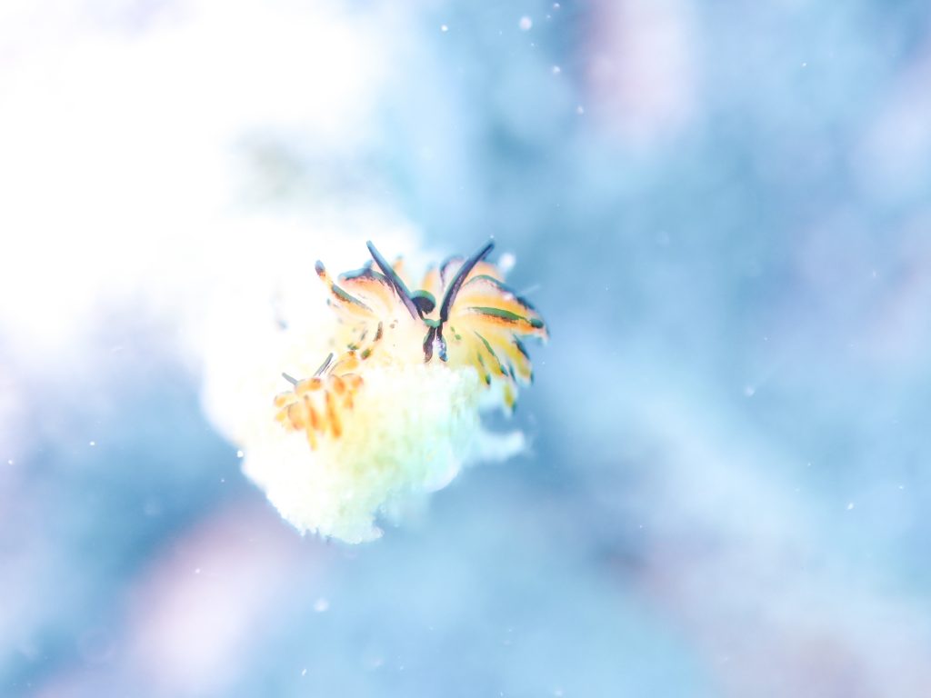 8月18日のイエサブ