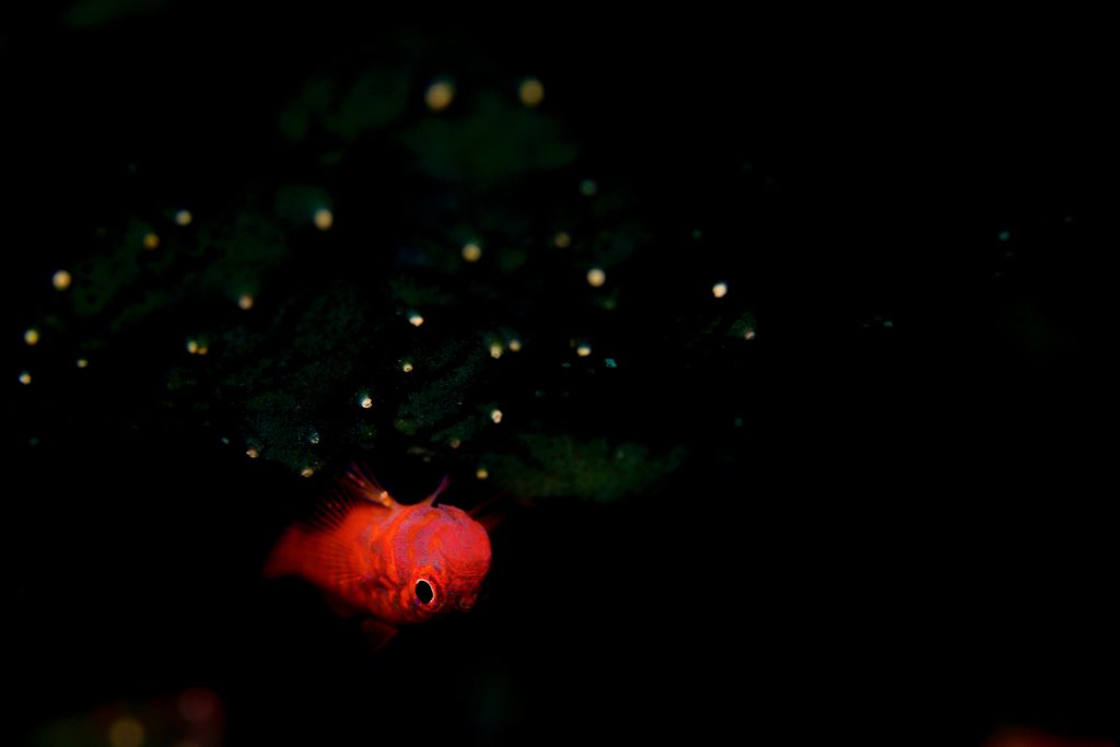 8月20日のイエサブ