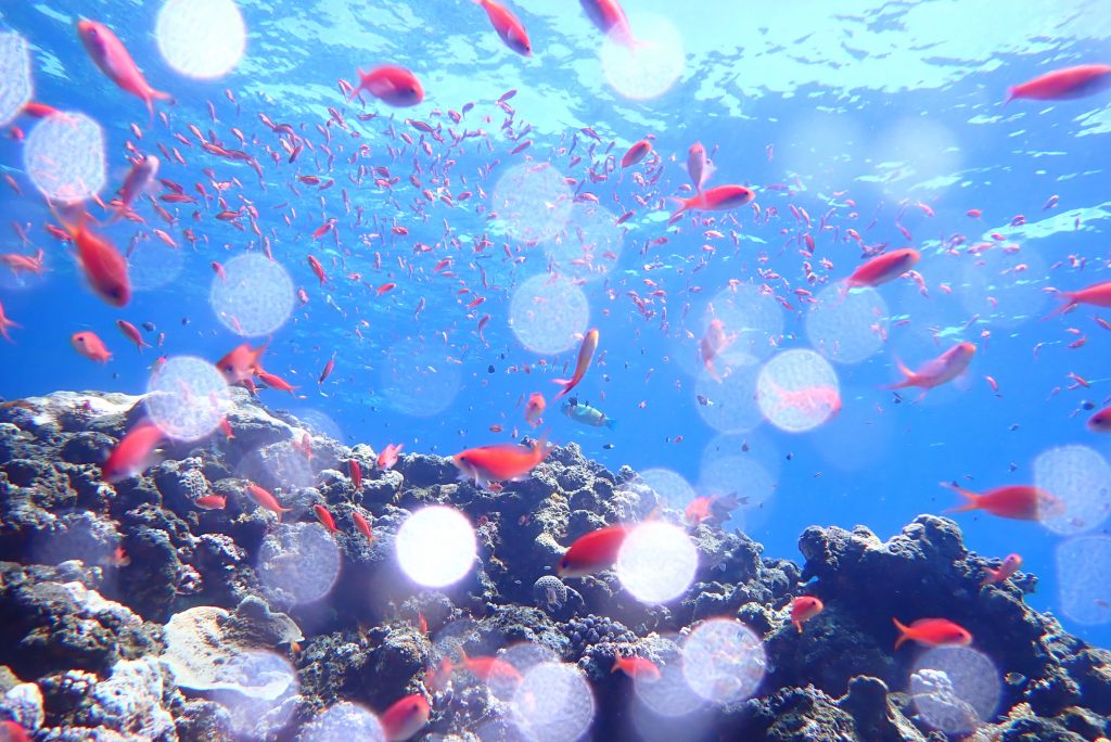 8月25日のイエサブ