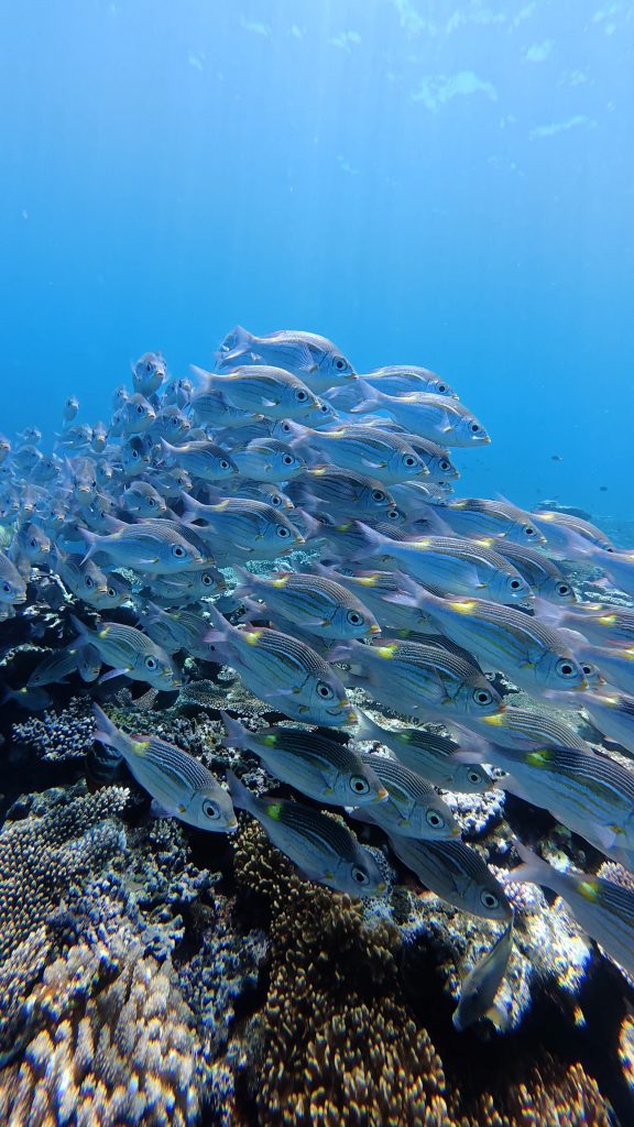 8月22日のイエサブ