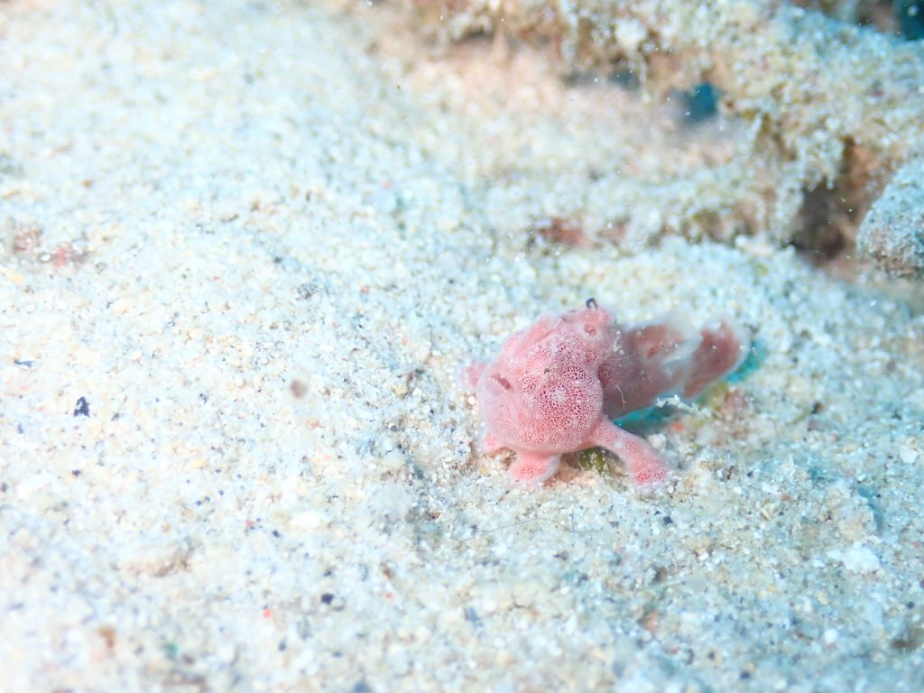 11月21日のイエサブ