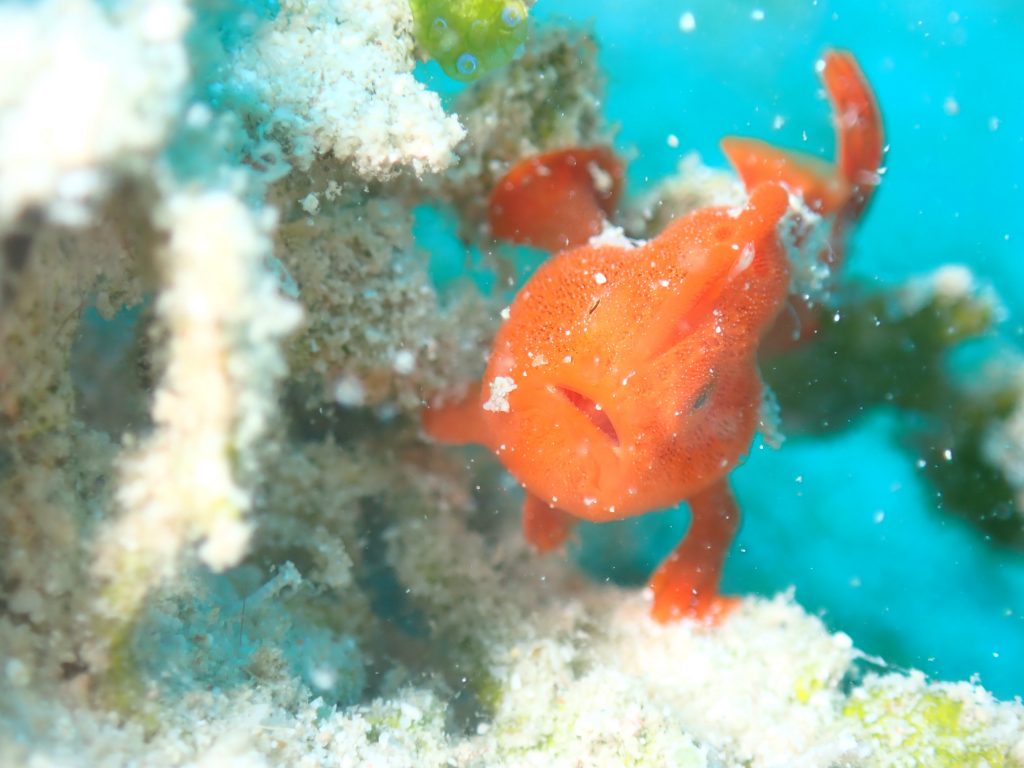 11月10日のイエサブ