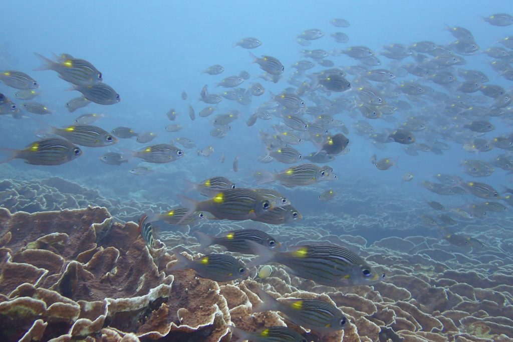 11月13日のイエサブ