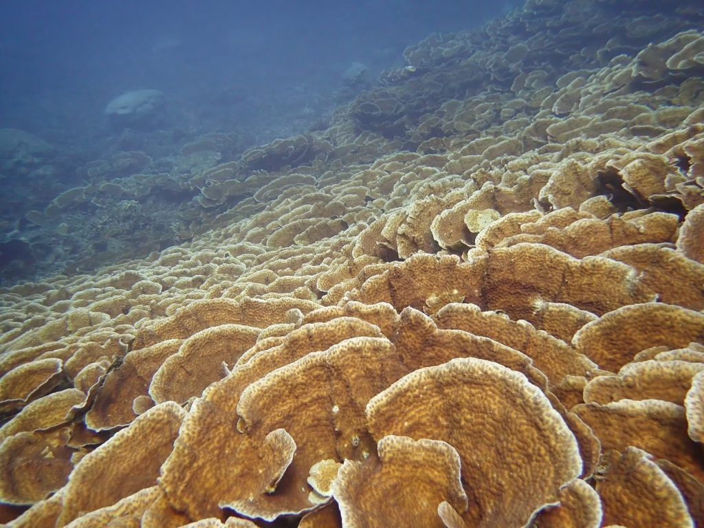 12月12日のイエサブ