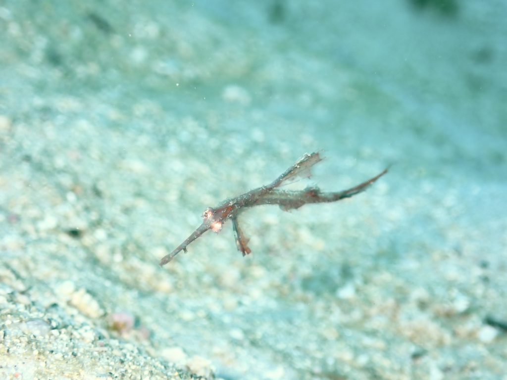 12月14日のイエサブ