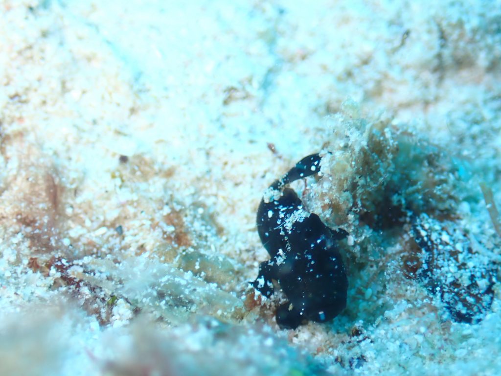 1月10日のイエサブ