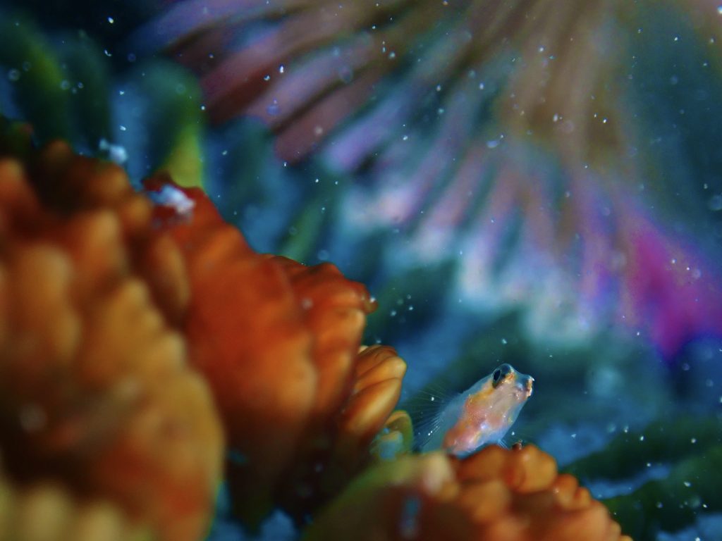 1月29日のイエサブ