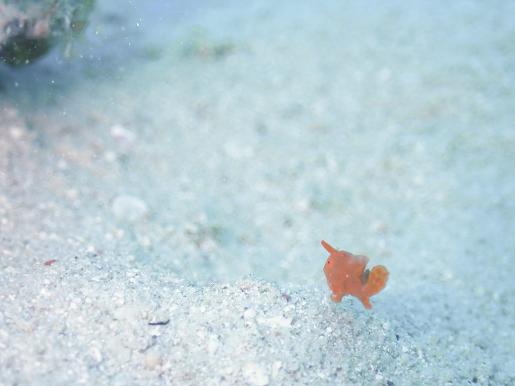 2月2日のイエサブ