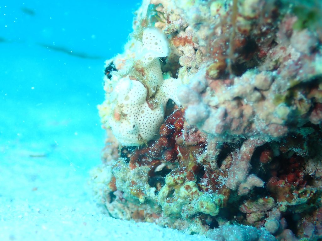 2月23のイエサブ