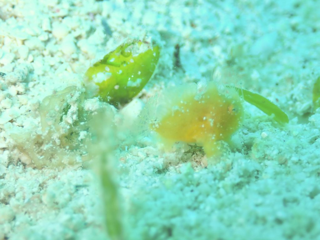 2月26日のイエサブ