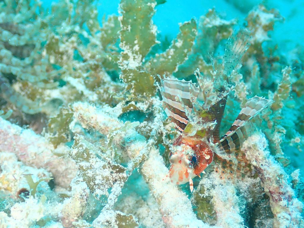 3月25日のイエサブ