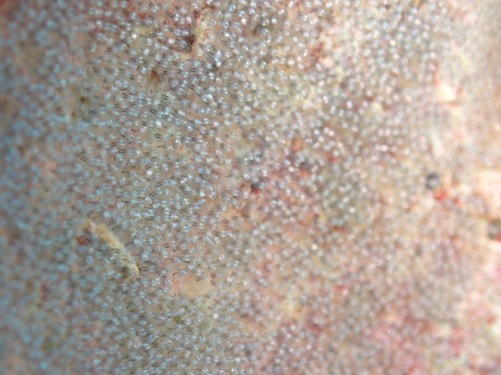 3月28日のイエサブ