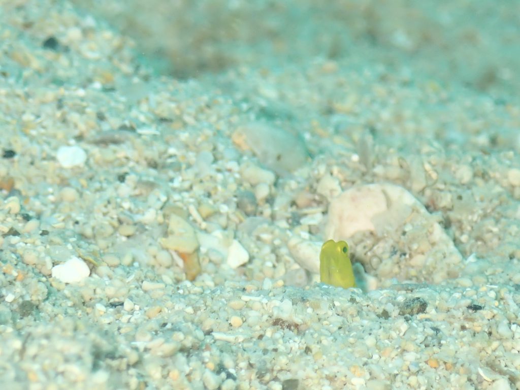 4月1日のイエサブ