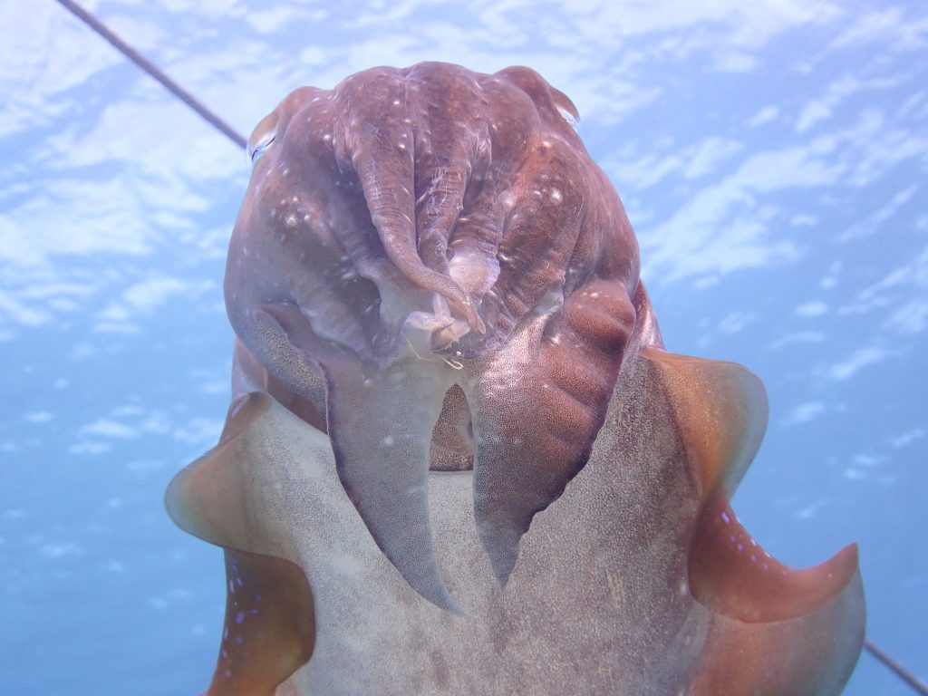 4月8日のイエサブ