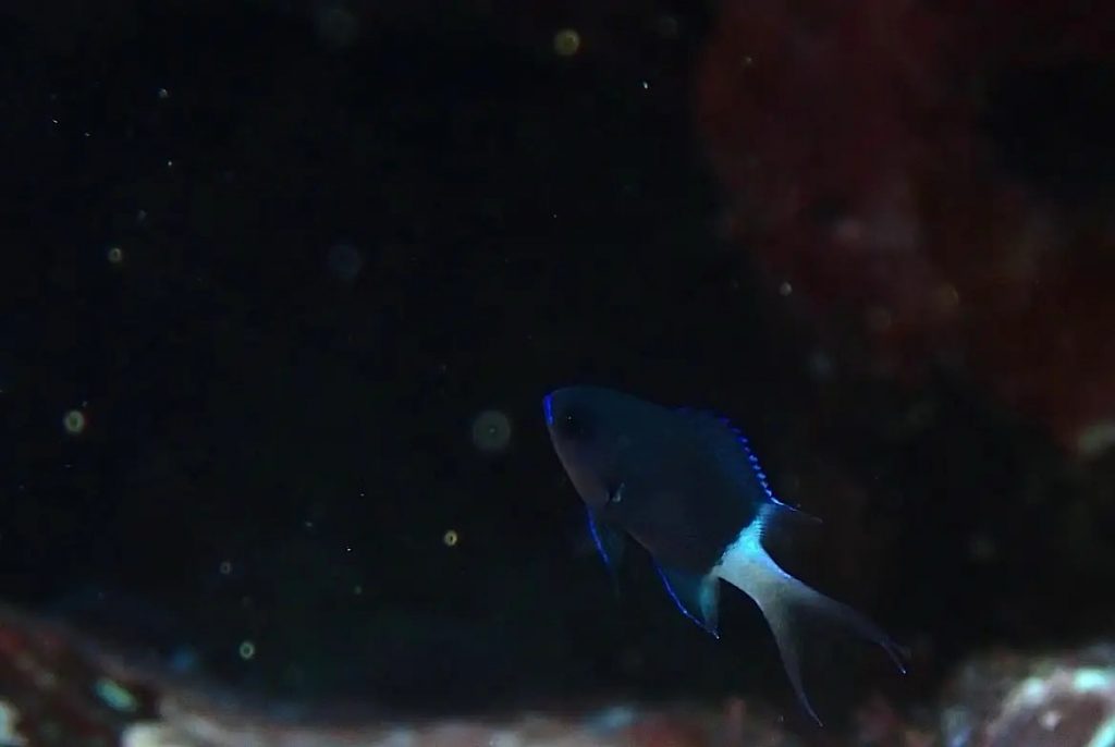 4月16日のイエサブ