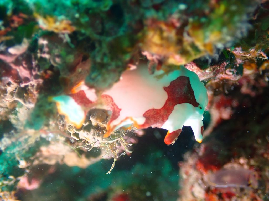 4月18日のイエサブ