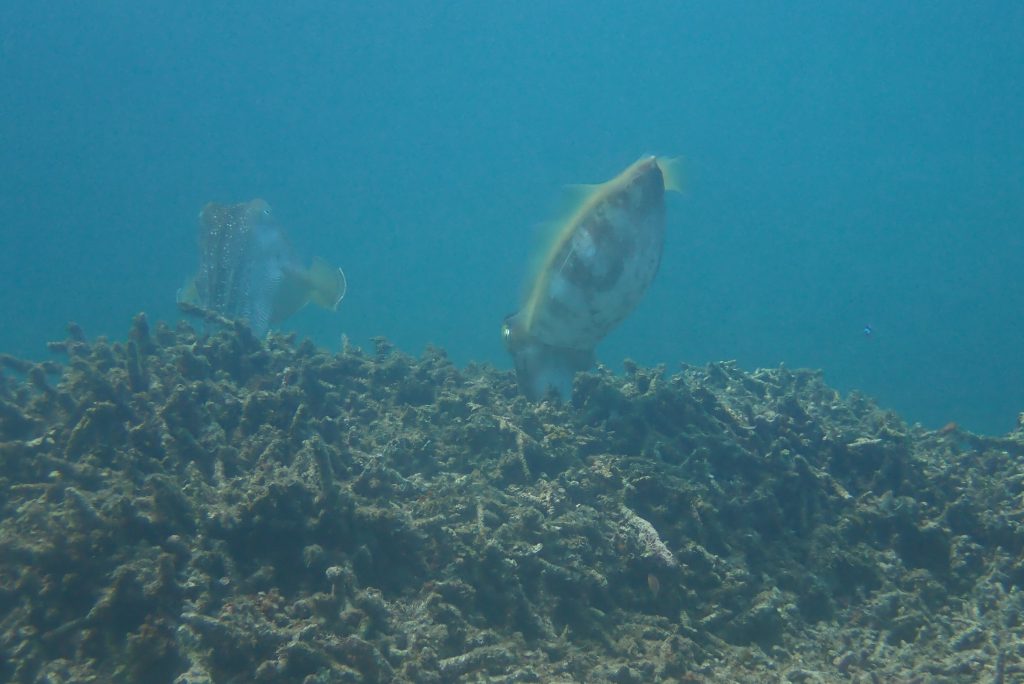 4月19日のイエサブ