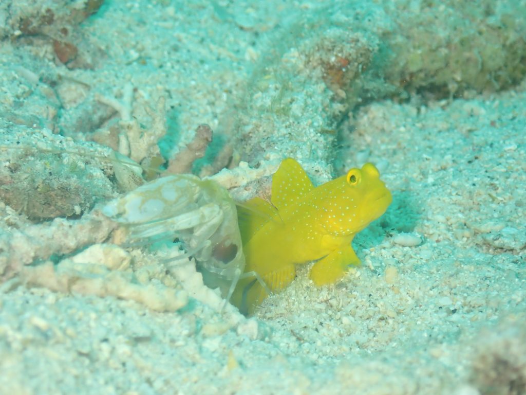 4月22日のイエサブ