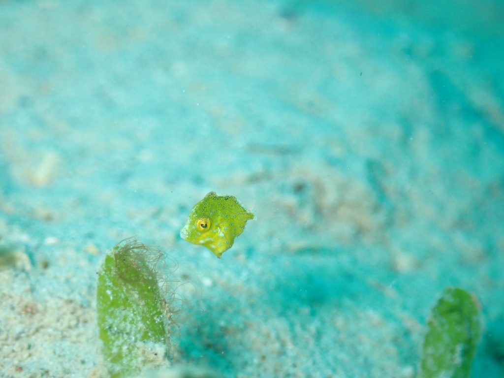 4月25日のイエサブ