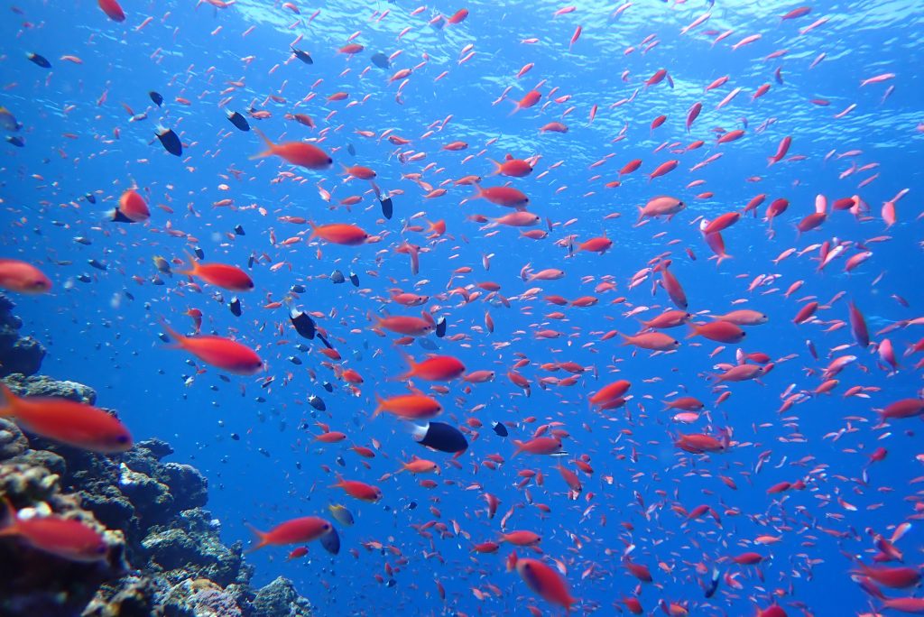 4月27日のイエサブ